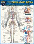  Barchart/Circulatory System