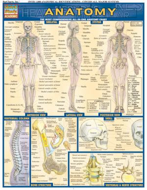 Barchart/Anatomy