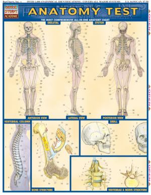 Barchart/Anatomy Test