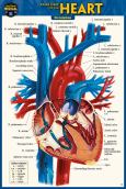 Anatomy of the Heart (Pocket-Sized Edition - 4x6 Inches) 2nd